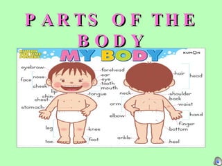 PARTS OF THE BODY 