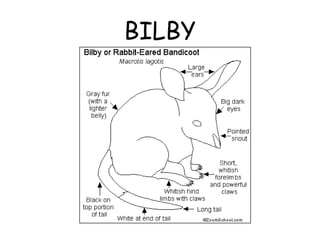 BILBY 