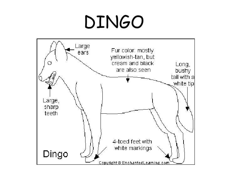 Parts of the body of Australian animals