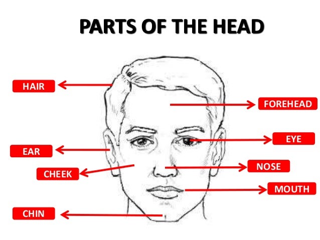 of head parts Parts the body of of head parts Parts the body of