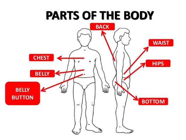 Parts of the body