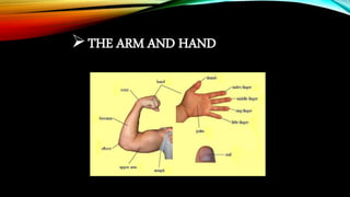 Parts of the body | PPTX