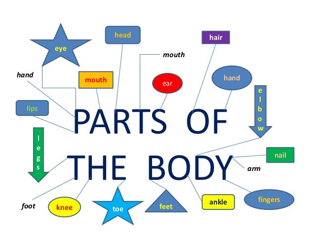 Parts of the human body.