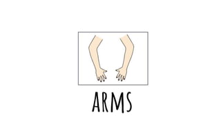 arms
 
