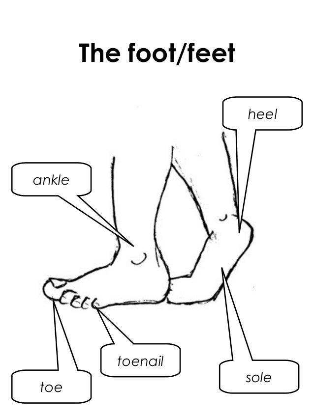 Image result for feet's parts