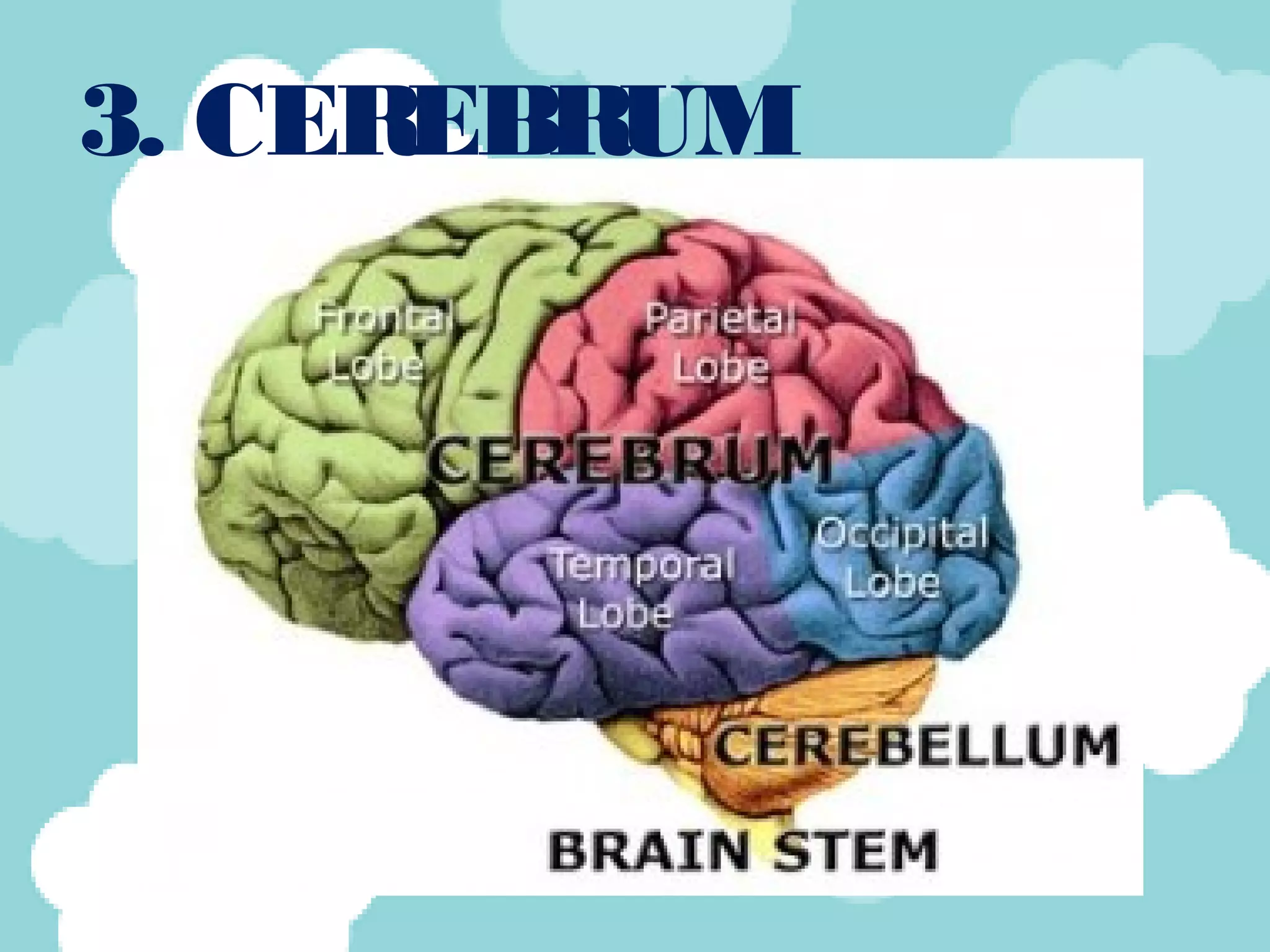 Parts of the brain | PPT