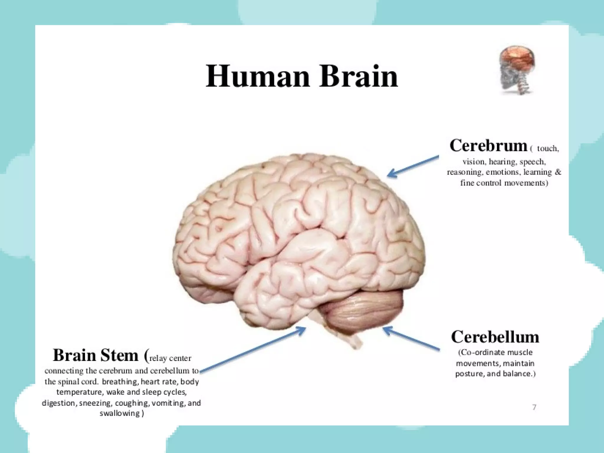 Parts of the brain | PPT