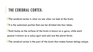 Components of the Human Brain PPT/////// | PPTX