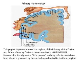 Homunculus Mapper Example PARTS OF THE BRAIN - CEREBRUM.pptx........ | PPTX
