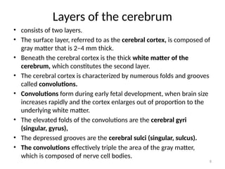 PARTS OF THE BRAIN - CEREBRUM.pptx........ | PPTX