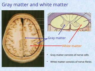 Parts of the brain and function and general features | PPSX