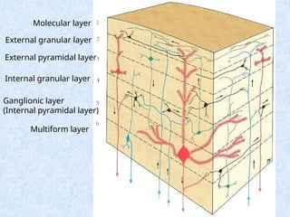 Parts of the brain and function and general features | PPSX