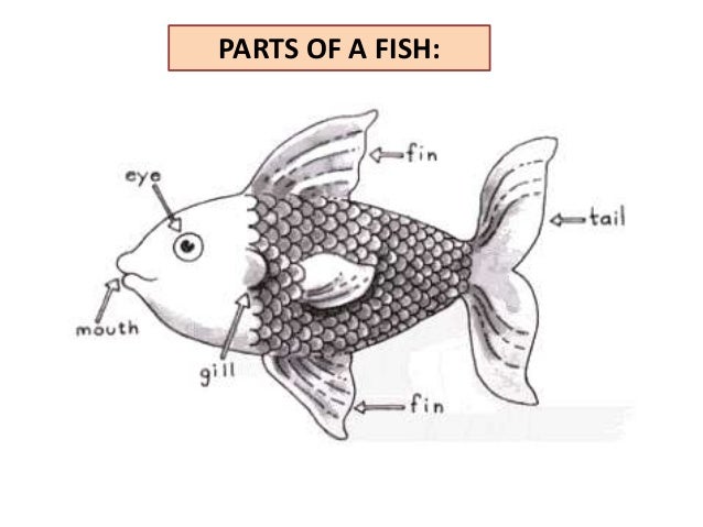 Parts of the fish