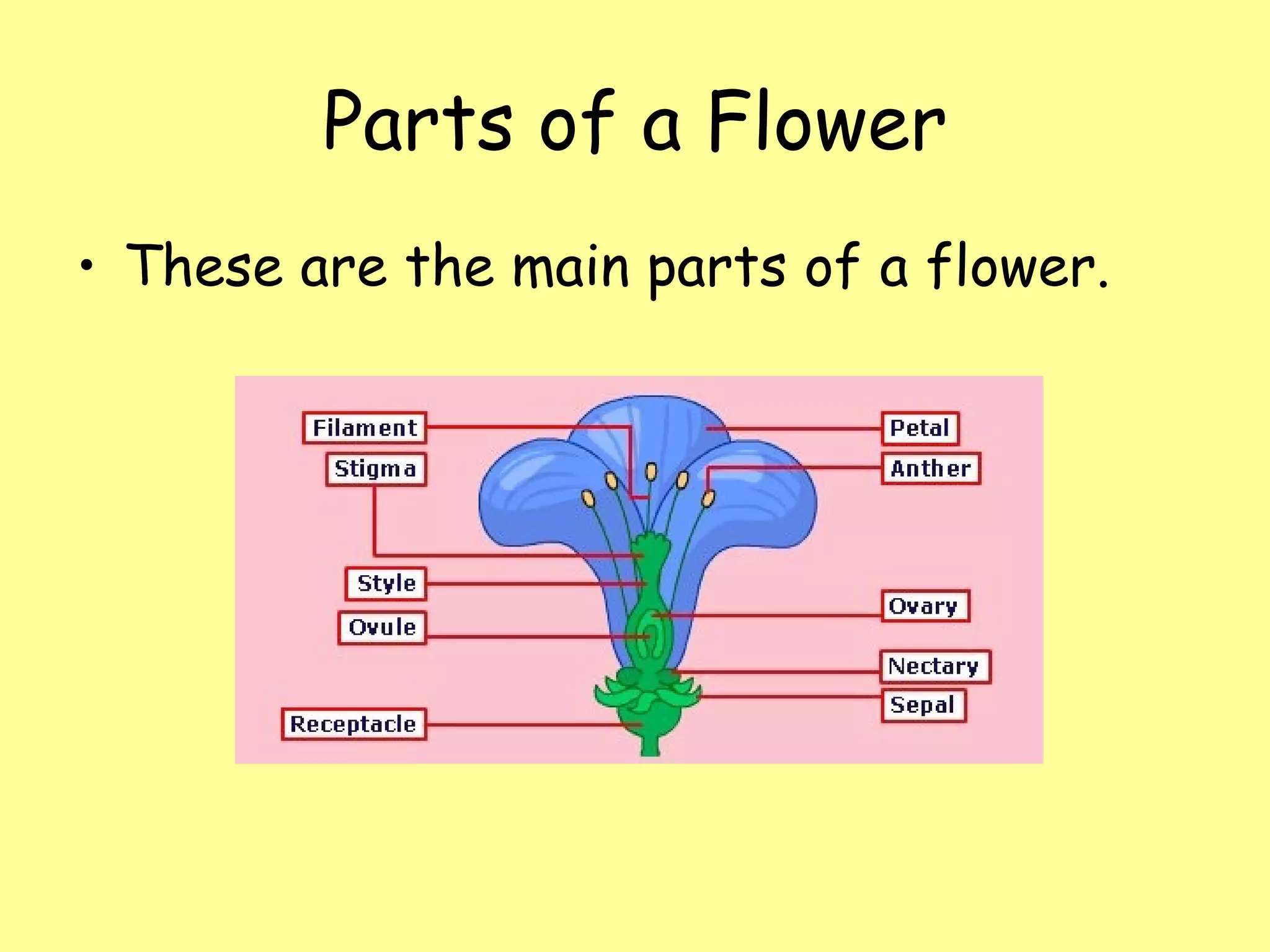 Flower Parts Insect PARTS OF THE FLOWER | PPT | Flower Shopping | Shopping
