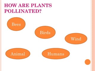 HOW ARE PLANTS
POLLINATED?
Bees
Birds
Wind
Animal Humans
 