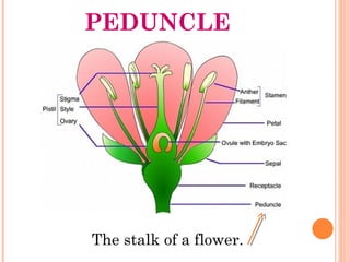 PEDUNCLE
The stalk of a flower.
 