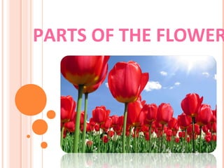 PARTS OF THE FLOWER
 