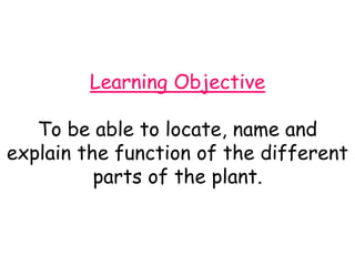 Learning Objective
To be able to locate, name and
explain the function of the different
parts of the plant.
 