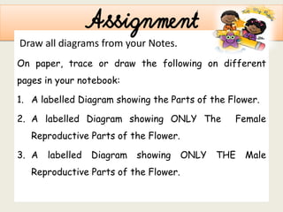 Parts Of The Flower Lesson | PDF