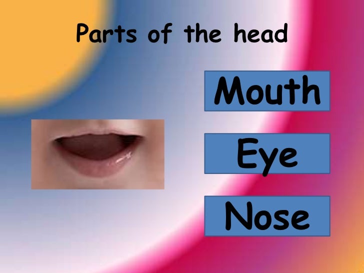 Parts Of The Head