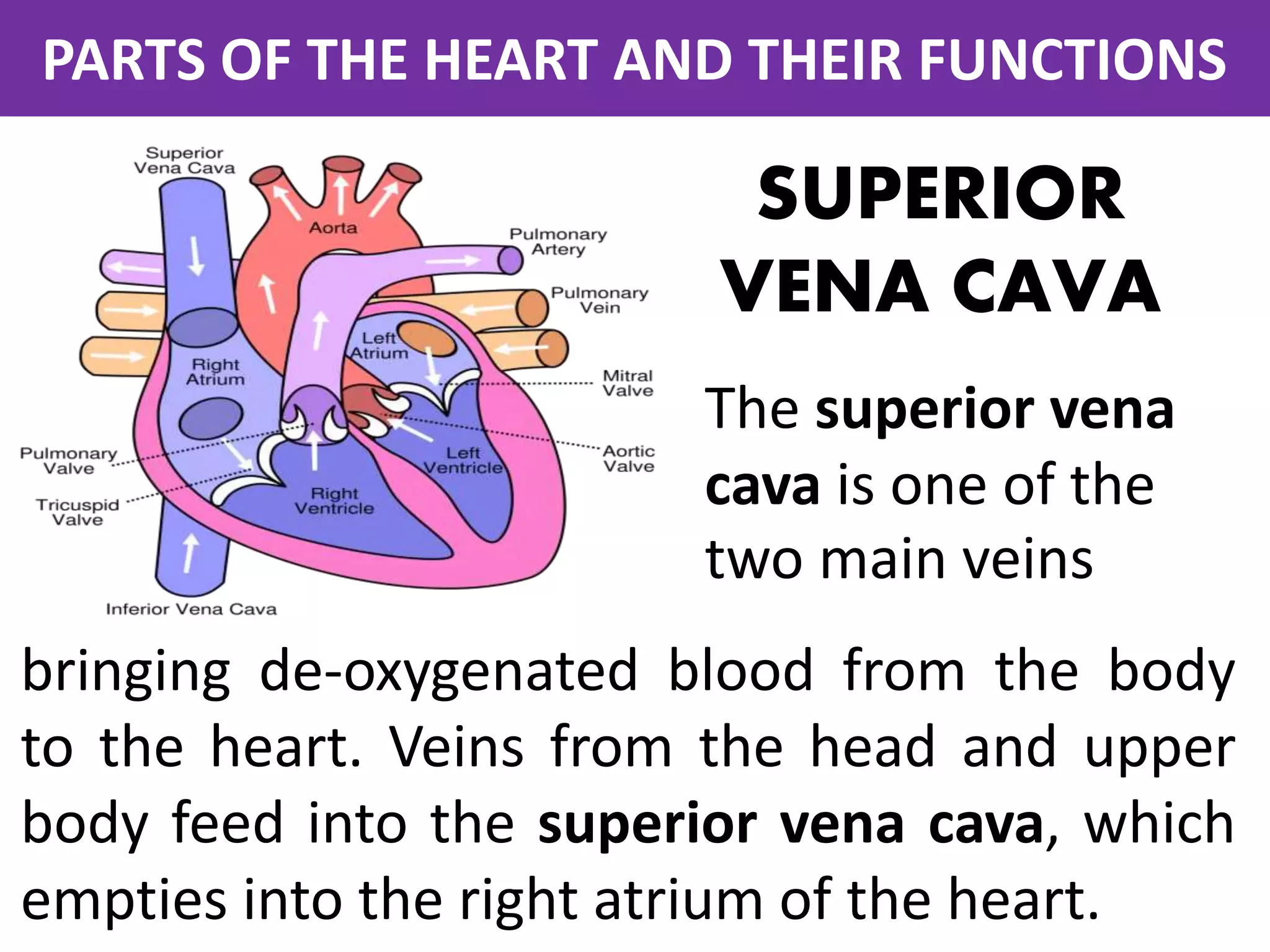 Parts of the heart and their functions | PDF