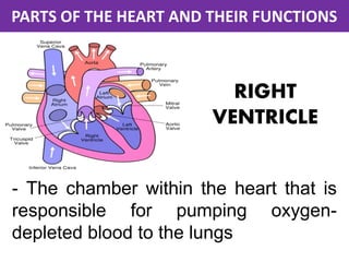 Parts of the heart and their functions | PDF