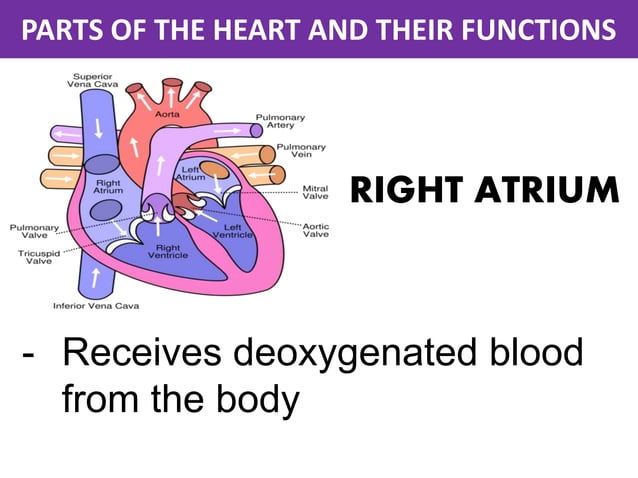 Parts of the heart and their functions | PDF
