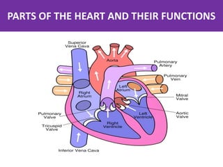 PARTS OF THE HEART AND THEIR FUNCTIONS
 