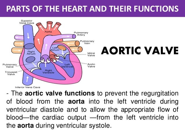 Parts of the Heart and Their functions