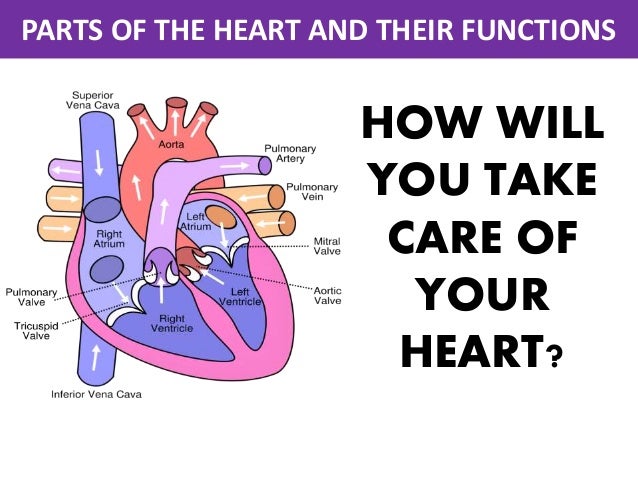 parts of the heart and their functions heart parts