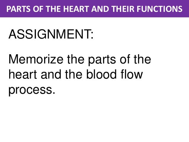parts of the heart and their functions parts of a heart