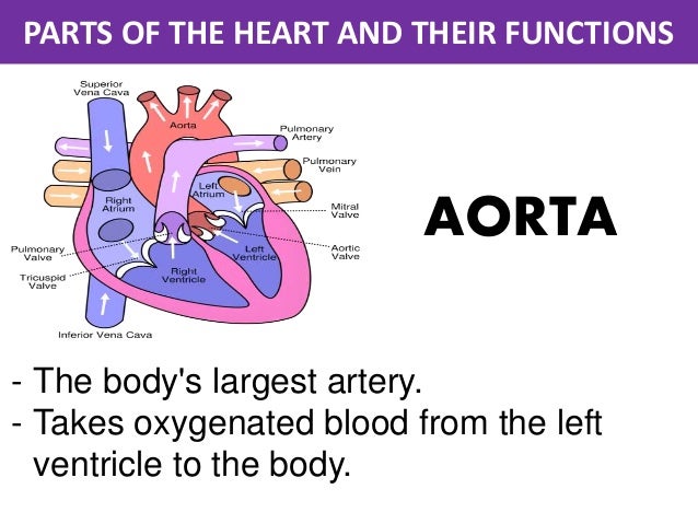 parts of the heart and their functions
