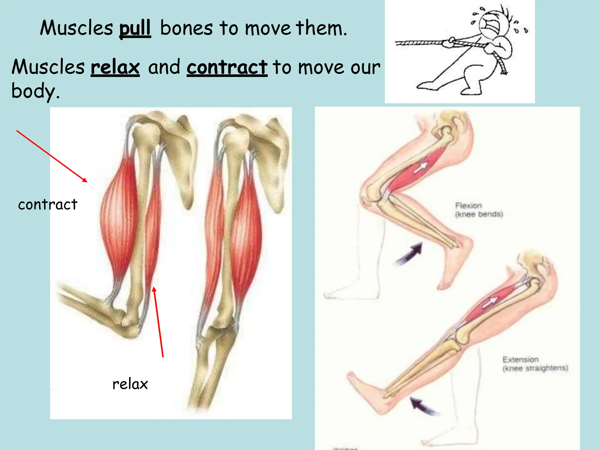 Parts of the human body. Lesson 1 Medicine [Autoguardado].pptx