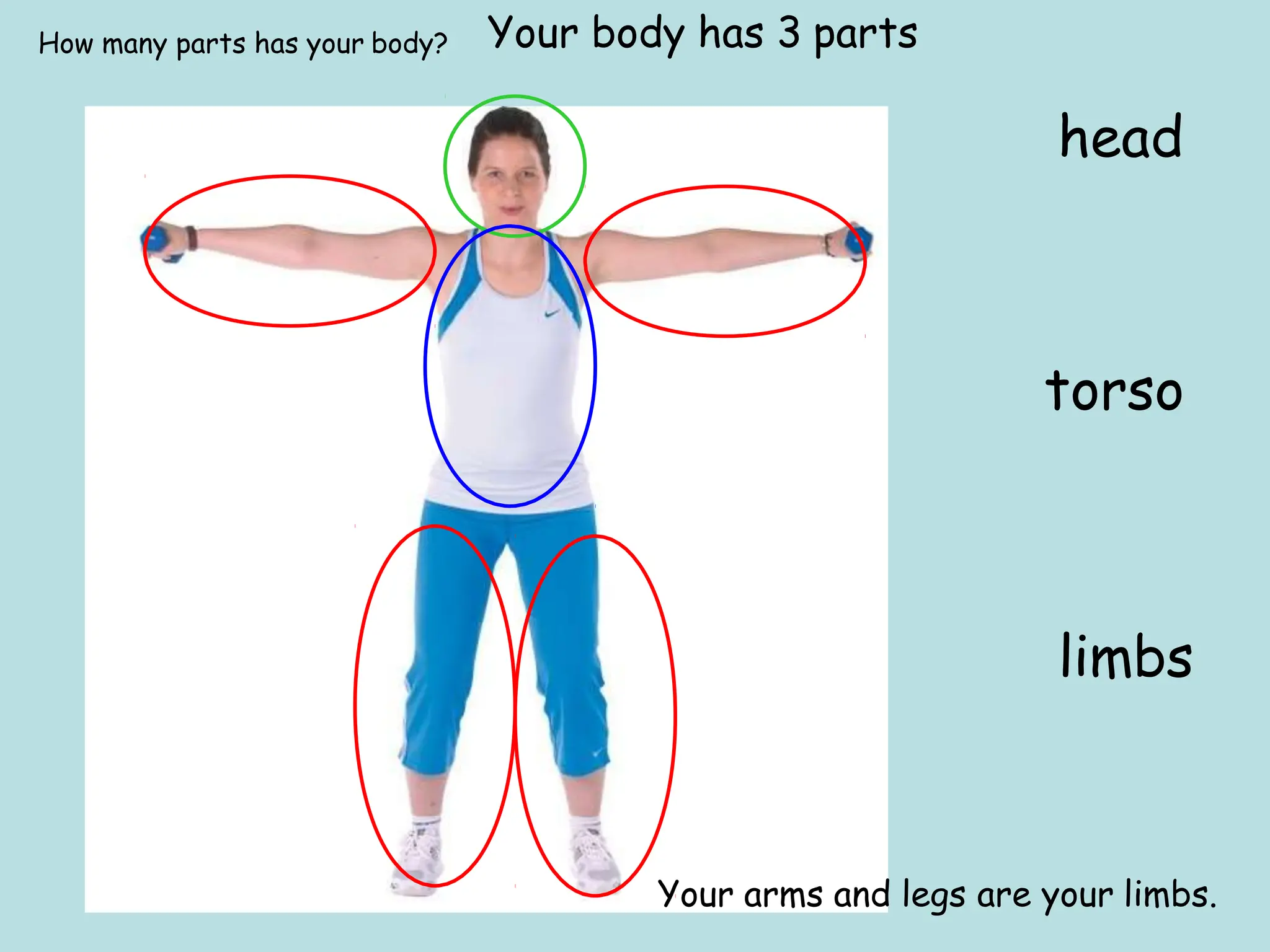 Parts of the human body. Lesson 1 Medicine [Autoguardado].pptx