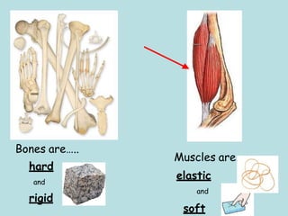 Parts of the human body. Lesson 1 Medicine [Autoguardado].pptx