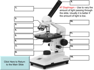Click Here to Return  to the Main ݺߣ #7 Diaphragm –  Use to vary the amount of light passing through the slide. Usually it is better if the amount of light is low. 