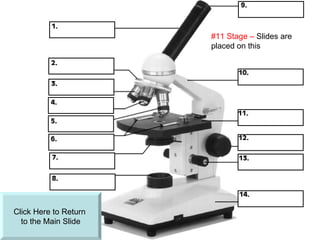 Click Here to Return  to the Main ݺߣ #11 Stage –  ݺߣs are placed on this 