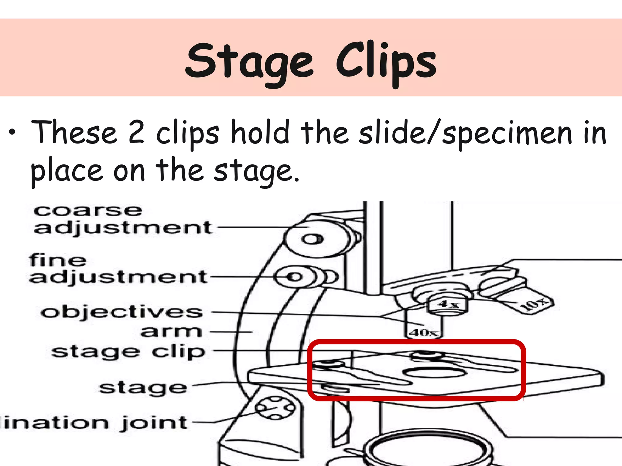Stage Clips
• These 2 clips hold the slide/specimen in
place on the stage.
 