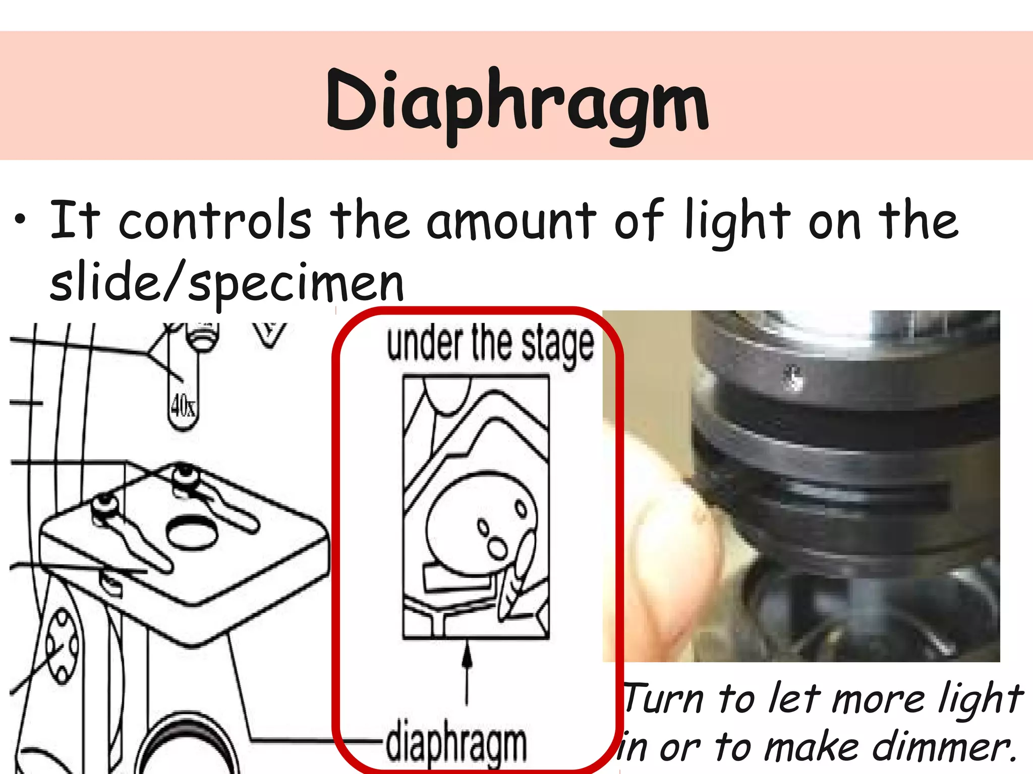 Diaphragm
• It controls the amount of light on the
slide/specimen
Turn to let more light
in or to make dimmer.
 