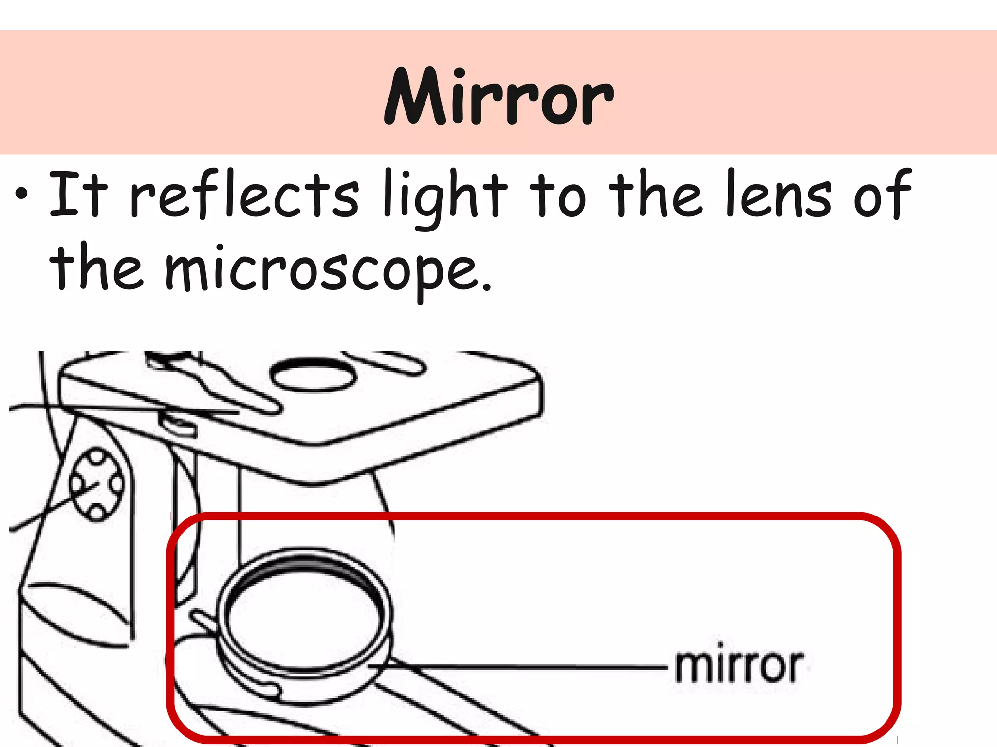 Mirror
• It reflects light to the lens of
the microscope.
 