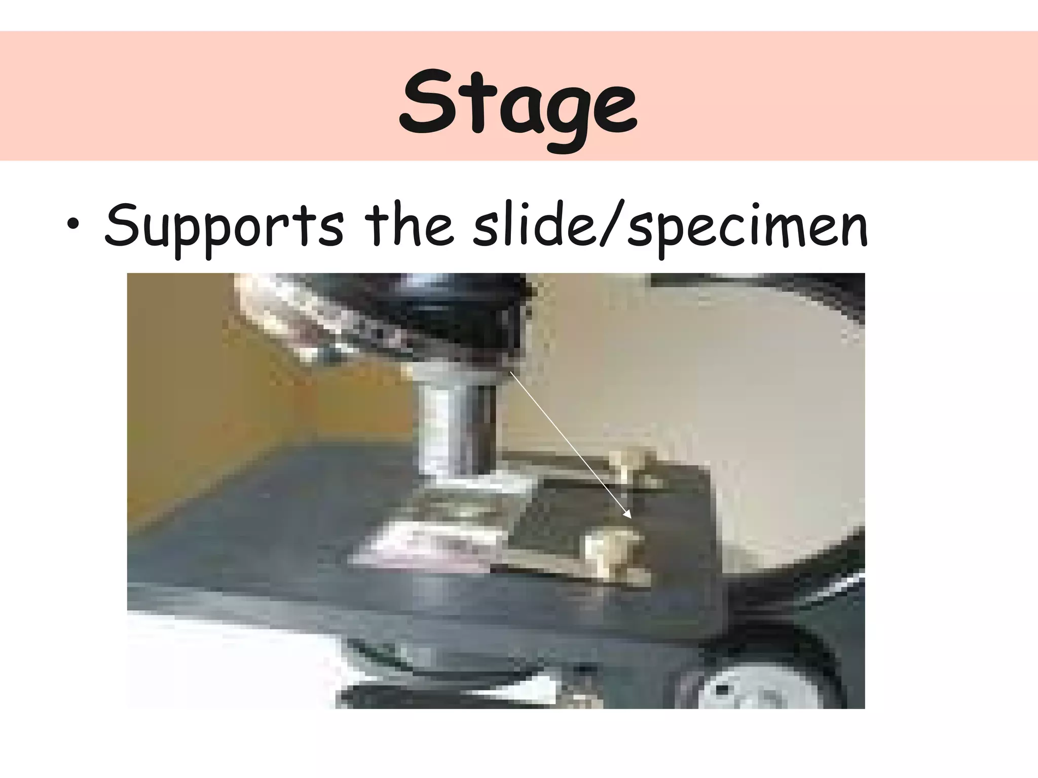 Stage
• Supports the slide/specimen
 