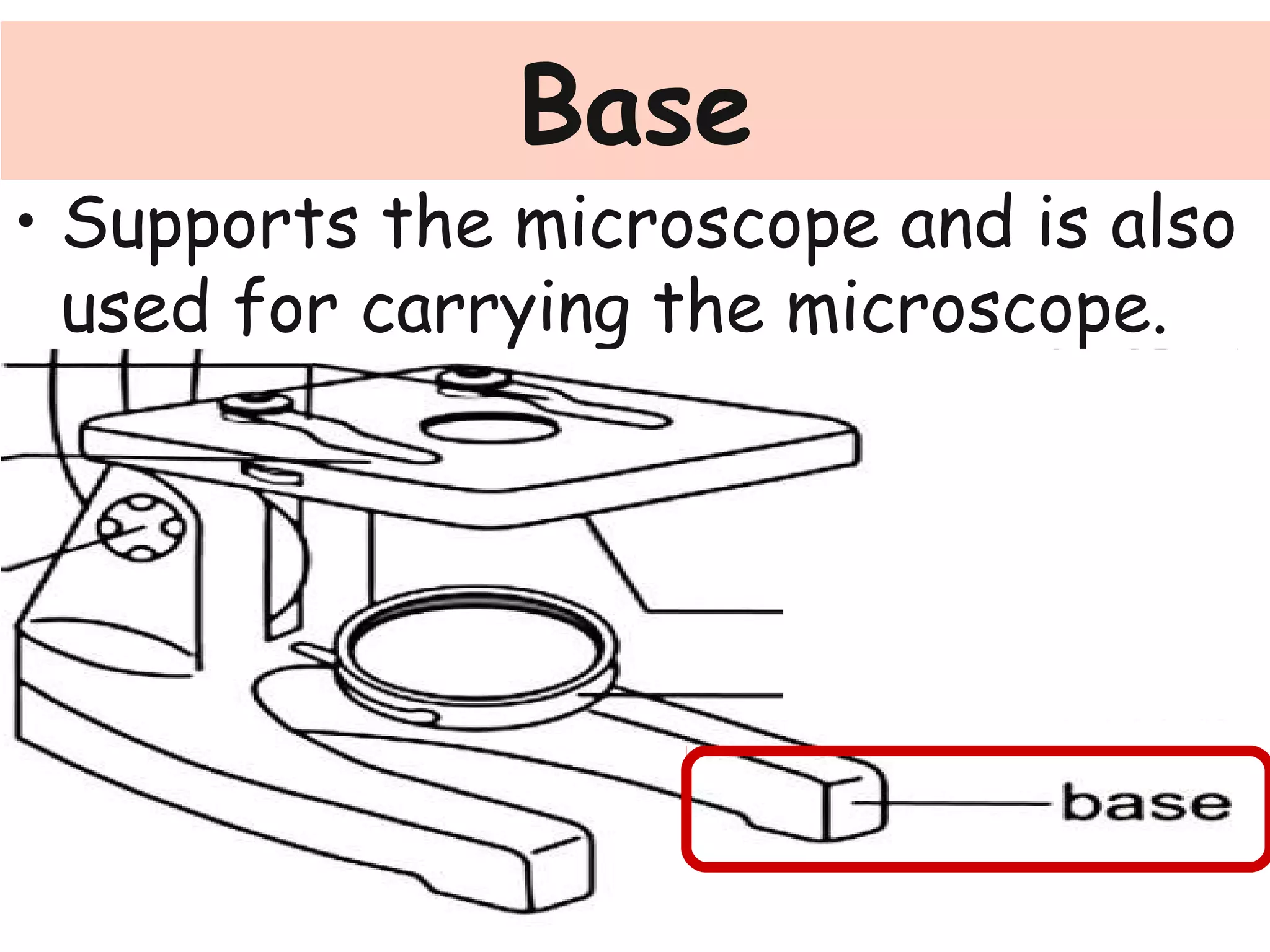 Base
• Supports the microscope and is also
used for carrying the microscope.
 