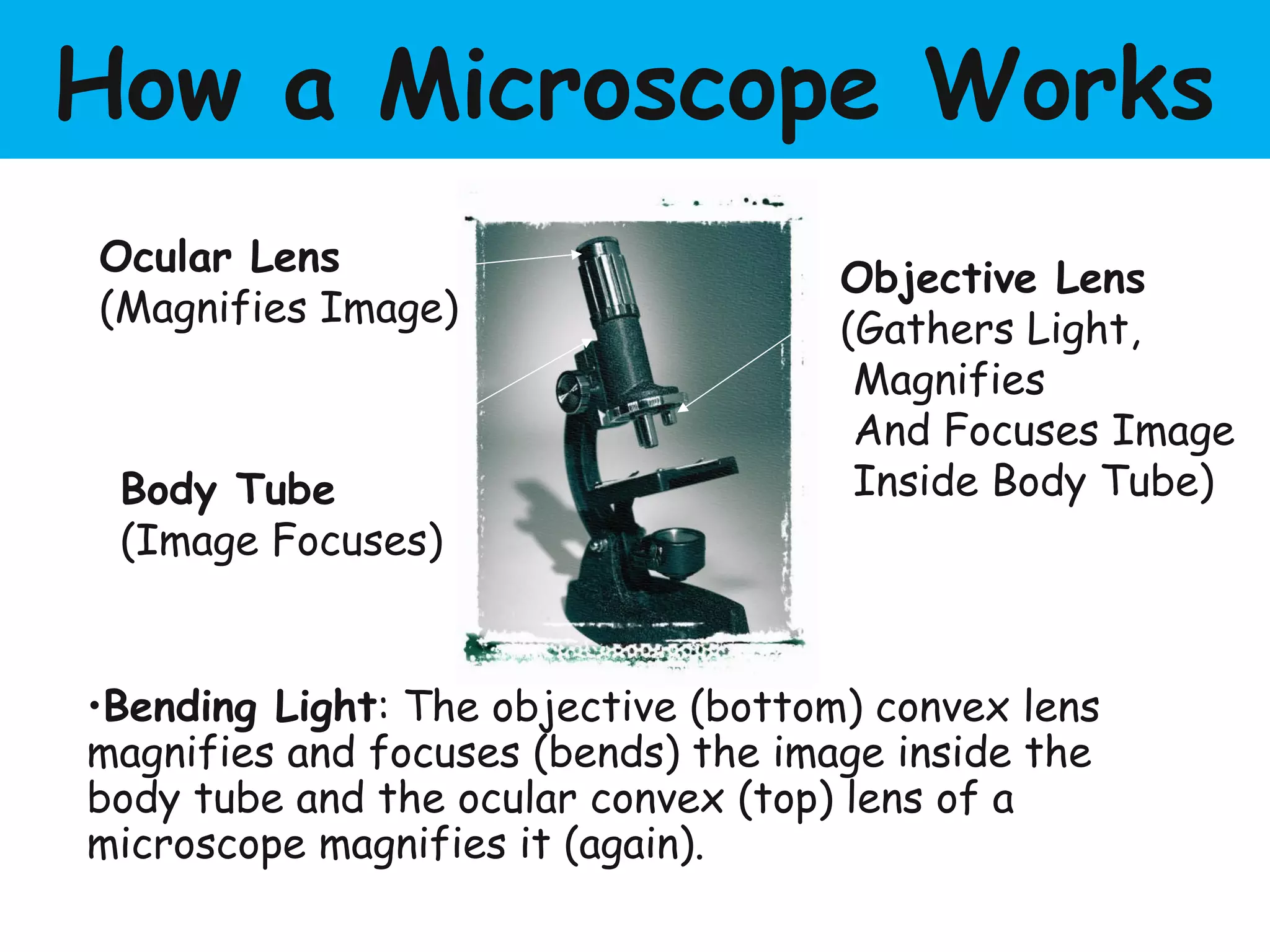 How a Microscope Works
Ocular Lens
(Magnifies Image)
Objective Lens
(Gathers Light,
Magnifies
And Focuses Image
Inside Body Tube)Body Tube
(Image Focuses)
•Bending Light: The objective (bottom) convex lens
magnifies and focuses (bends) the image inside the
body tube and the ocular convex (top) lens of a
microscope magnifies it (again).
 