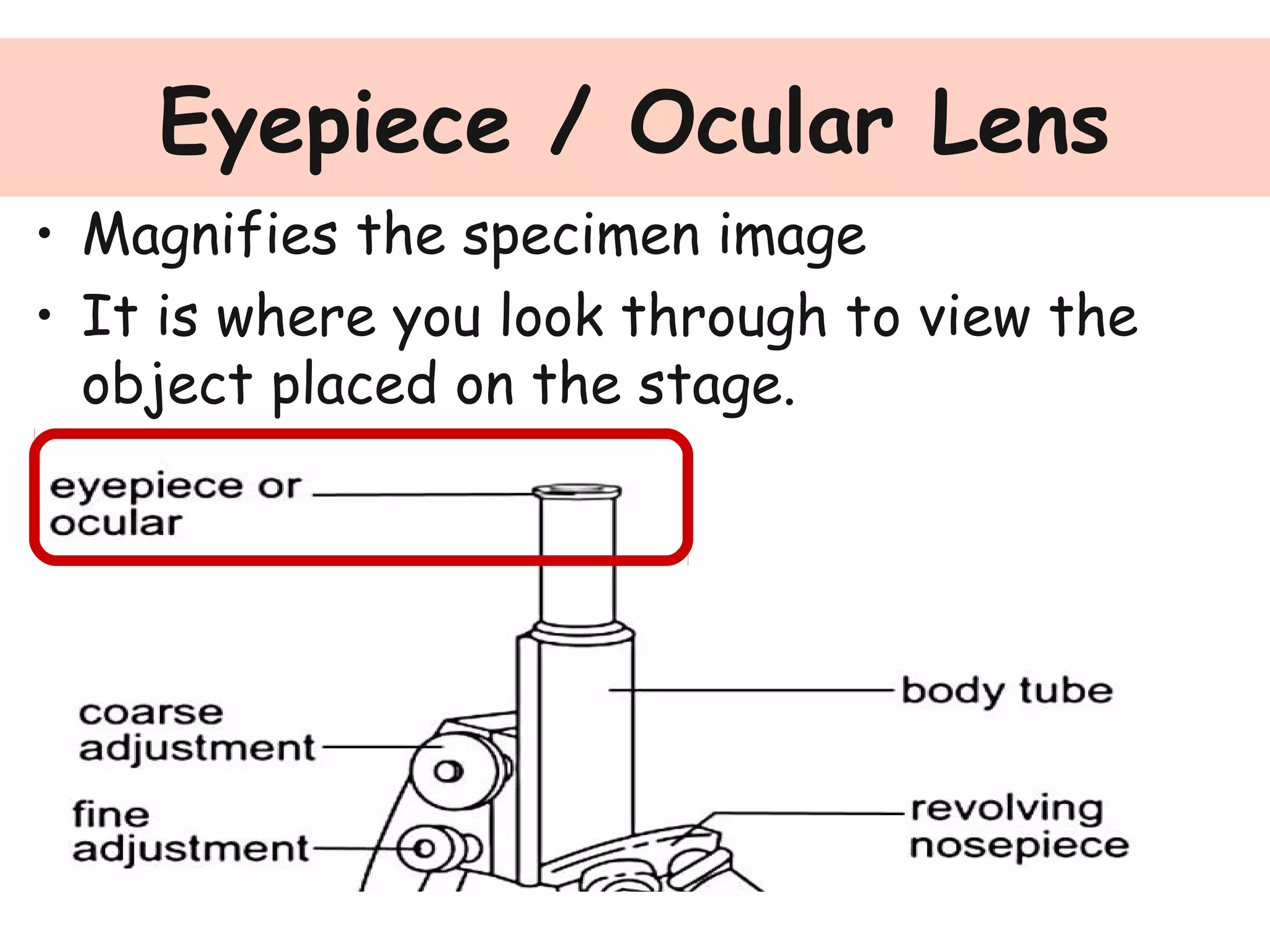 Eyepiece / Ocular Lens
• Magnifies the specimen image
• It is where you look through to view the
object placed on the stage.
 