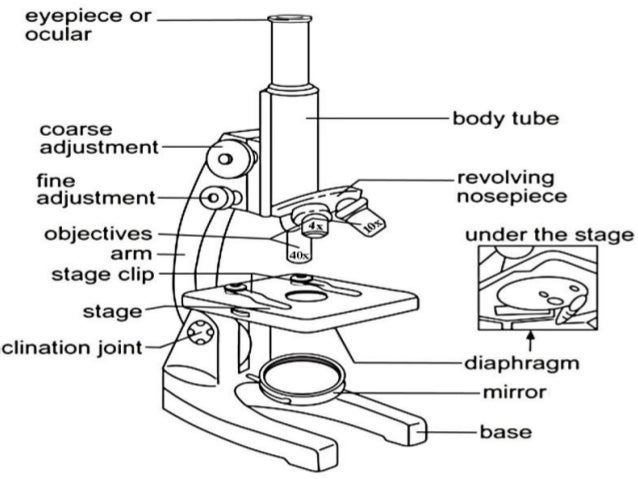 parts of the microscope Advertisements: parts of the compound microscope (fig 278) may be grouped into two major categories, viz, mechanical parts and optical parts (a) mechanical parts: advertisements: these include base or foot, pillar, arm, inclination joint, stage, clips, diaphragm, body tube, nose piece, coarse adjustment knob and fine adjustment. parts of the microscope Advertisements: parts of the compound microscope (fig 278) may be grouped into two major categories, viz, mechanical parts and optical parts (a) mechanical parts: advertisements: these include base or foot, pillar, arm, inclination joint, stage, clips, diaphragm, body tube, nose piece, coarse adjustment knob and fine adjustment.