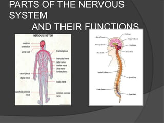 PARTS OF THE NERVOUS SYSTEM          AND THEIR FUNCTIONS 