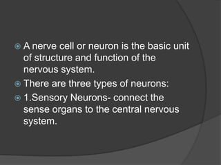Parts Of The Nervous System | PPTX