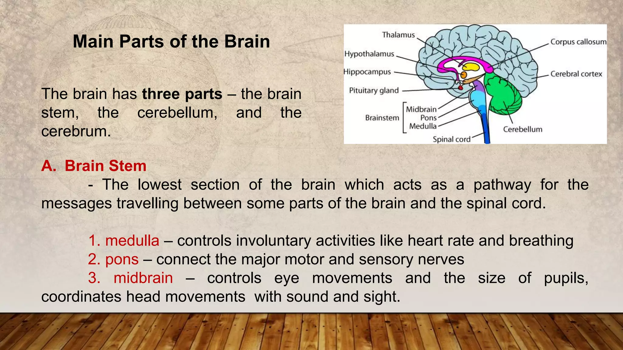 Parts of the nervous system | PPTX