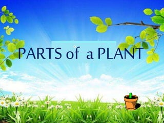 PARTS of a PLANT
 