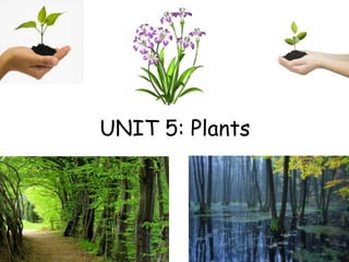 UNIT 5: Plants
 